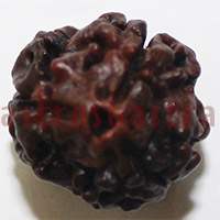 3 mukhi 24973 17mm